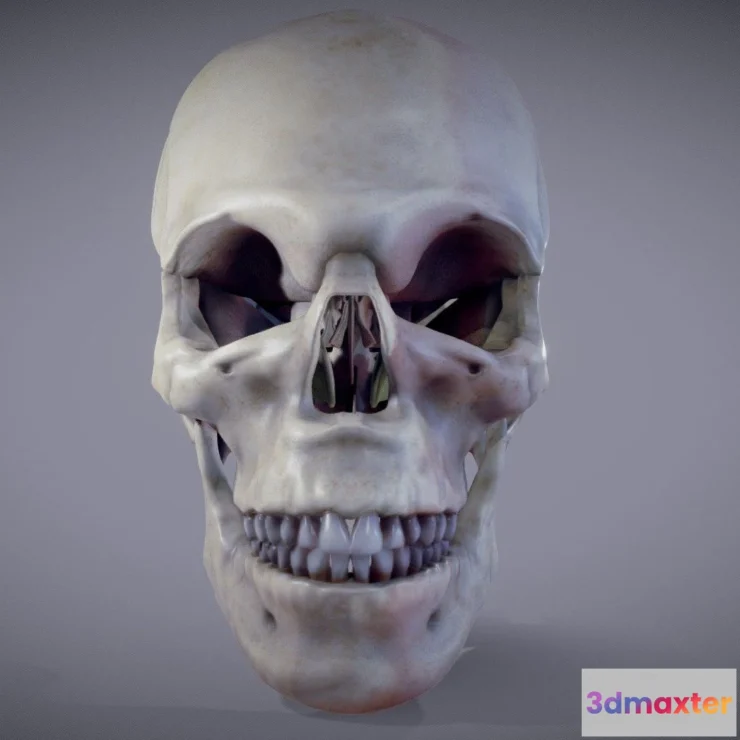 1533818 - PBR Game 3D Models - Human Skull Anatomy 3D Max