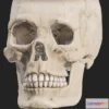 1533820 - PBR Game 3D Models - Human Skull Explode Anatomy Atlas 3D Max