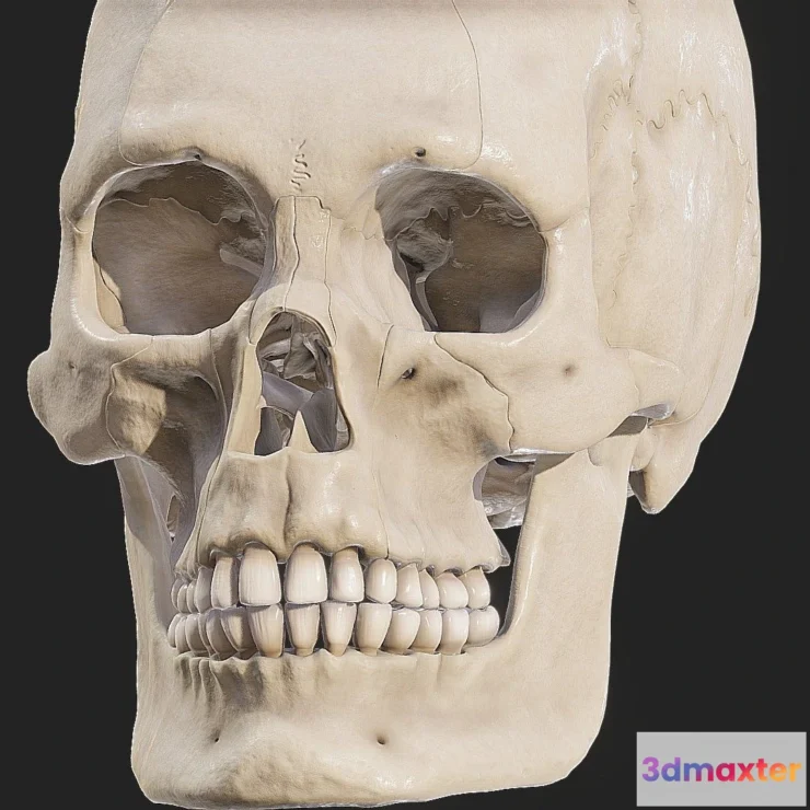 1533820 - PBR Game 3D Models - Human Skull Explode Anatomy Atlas 3D Max