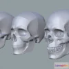 1533822 - PBR Game 3D Models - Human Skull For Artist Study Pack 3D Max