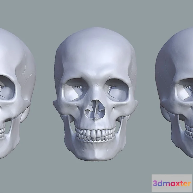 1533824 - PBR Game 3D Models - Human Skull Variations 3D Max
