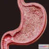 1533828 - PBR Game 3D Models - Human Stomach Cross Section 3D Max