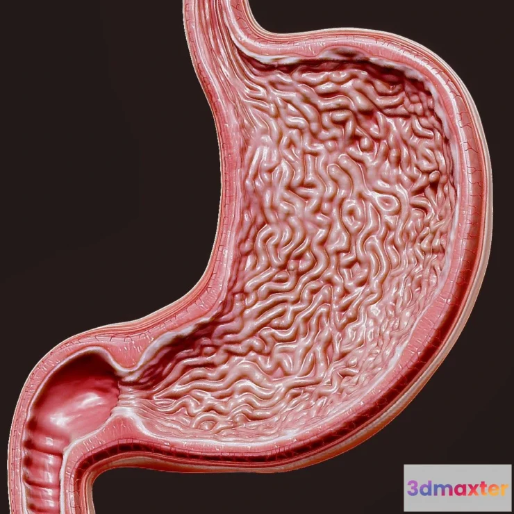 1533828 - PBR Game 3D Models - Human Stomach Cross Section 3D Max
