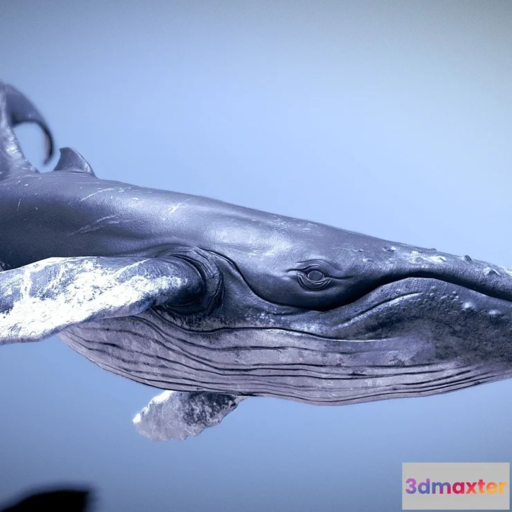 1533830 - PBR Game 3D Models - Humpback Whale (2) 3D Max