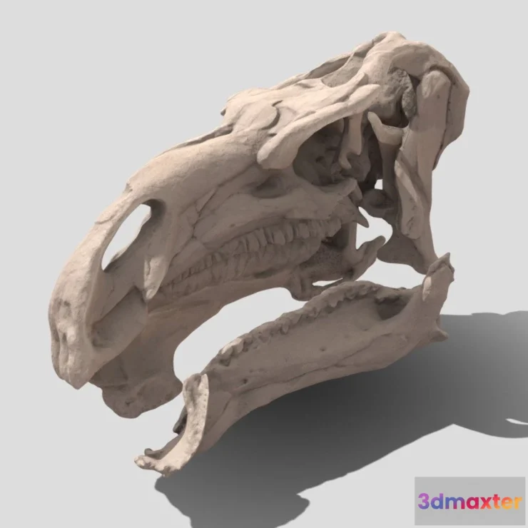 1533868 - PBR Game 3D Models - Iguanodon Skull 3D Max