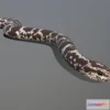 1534074 - PBR Game 3D Models - Kenyan Sand Boa Animated 3D Max