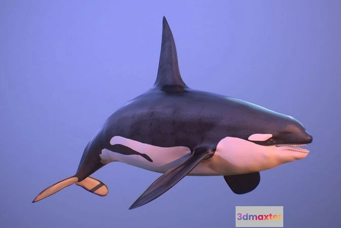 1534088 - PBR Game 3D Models - Killer whale orca 3D Max