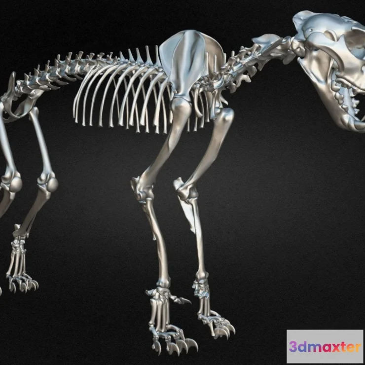 1534212 - PBR Game 3D Models - Leopard Skeleton 3D Model 3D Max