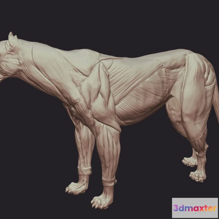 1534270 - PBR Game 3D Models - Lion Anatomy 3D Max