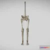 1534434 - PBR Game 3D Models - Lower Limb Skeleton And Nerves 3D Max