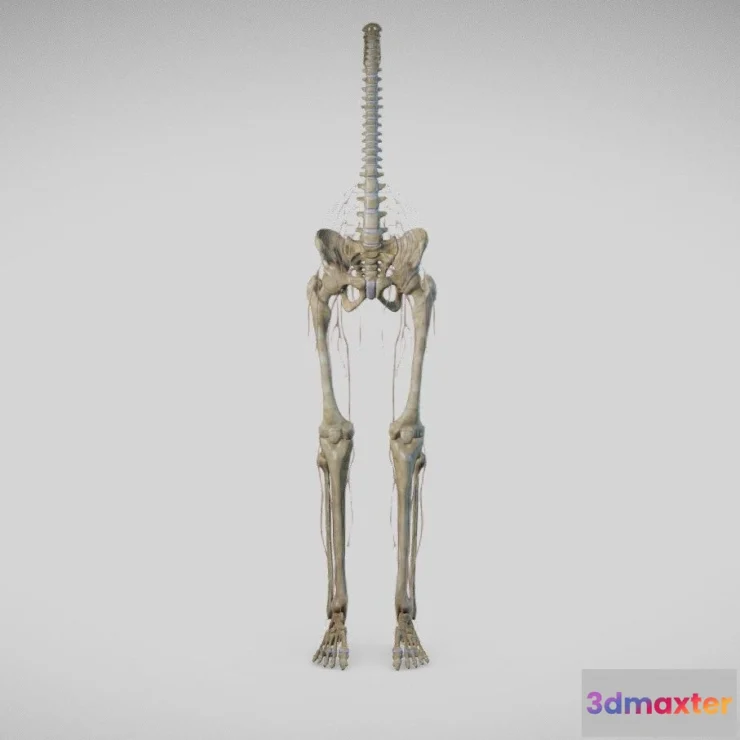 1534434 - PBR Game 3D Models - Lower Limb Skeleton And Nerves 3D Max