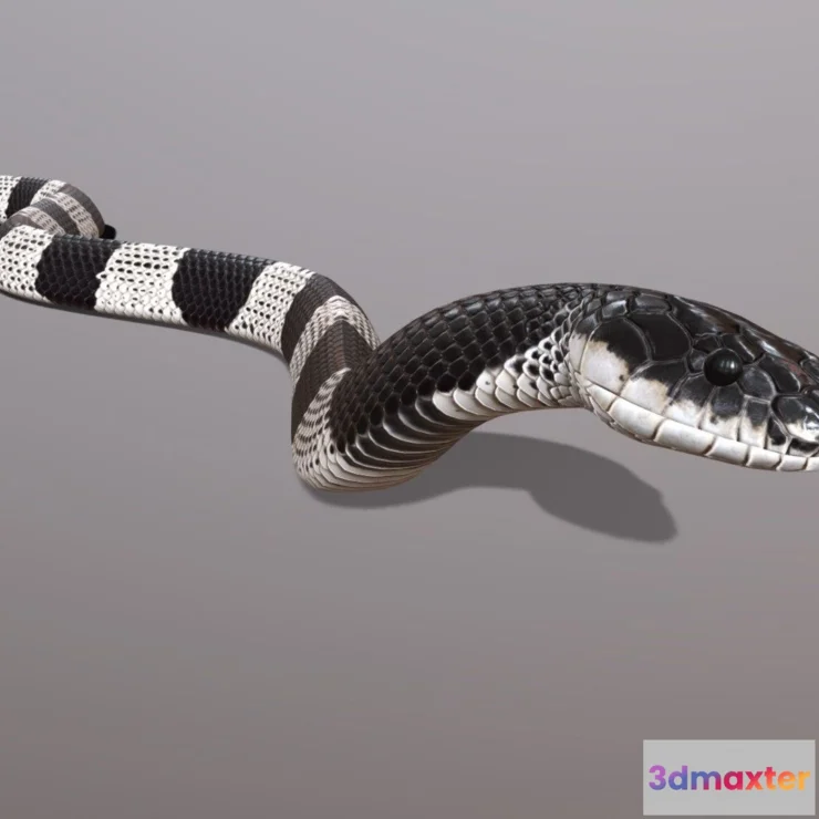 1534508 - PBR Game 3D Models - Malayan Krait Animated 3D Max