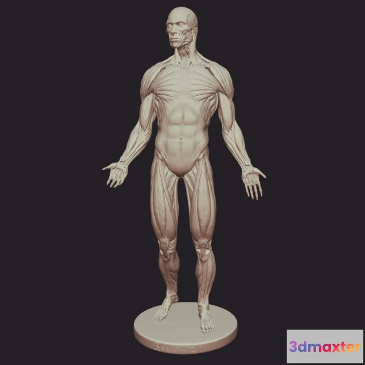 1534512 - PBR Game 3D Models - Male Anatomy Figure 3D Max