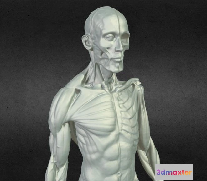 1534514 - PBR Game 3D Models - Male Anatomy Statue 3D Scan 3D Max