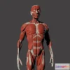 1534524 - PBR Game 3D Models - Male Full Body Ecorche 3D Max