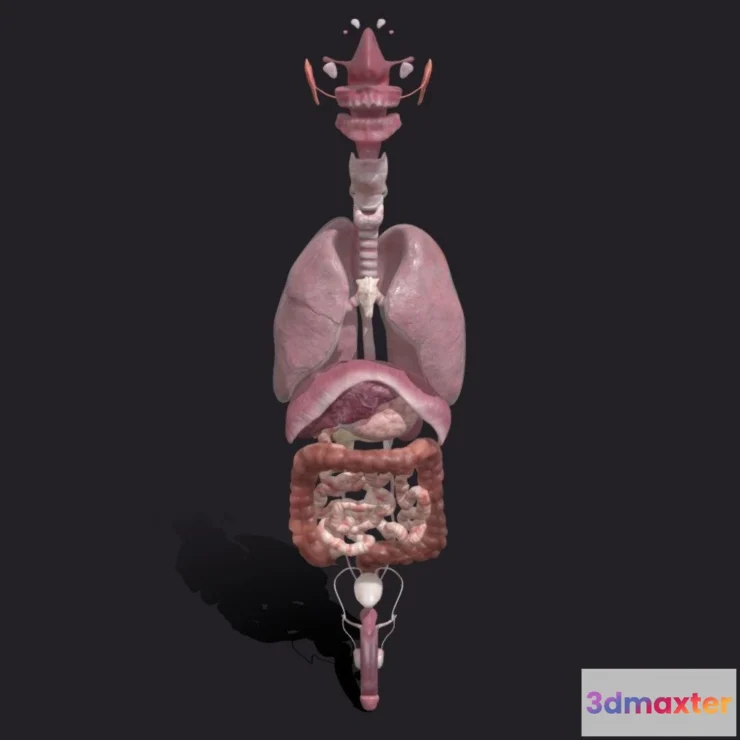 1534530 - PBR Game 3D Models - Male Internal Organs 3D Max