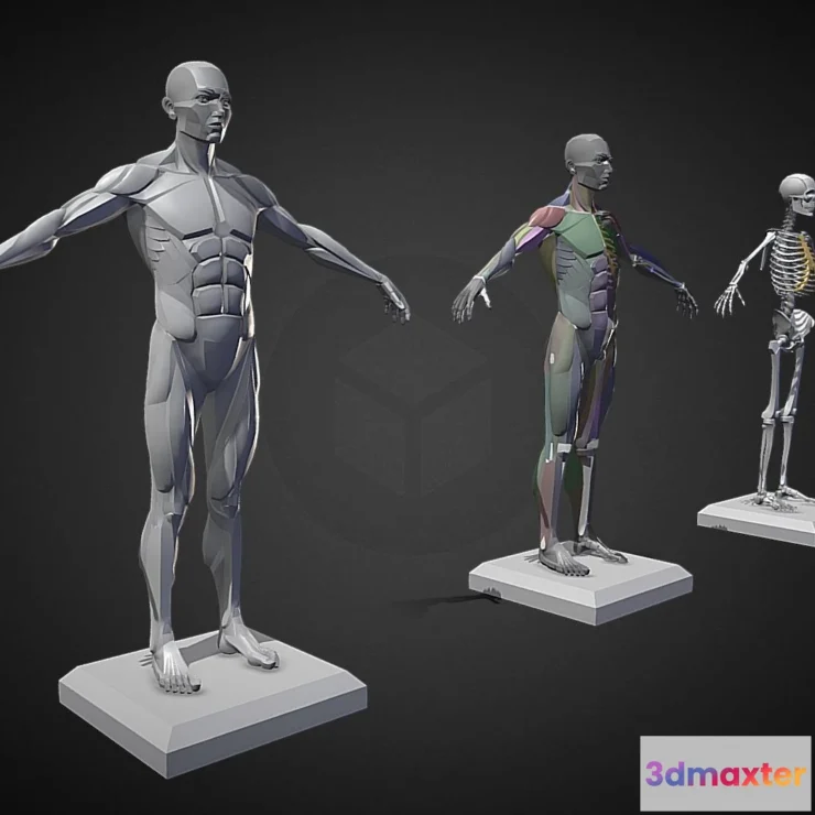 1534536 - PBR Game 3D Models - Male Planar Anatomy 3D Max