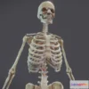 1534542 - PBR Game 3D Models - Male Skeletal System Skeleton 3D Max