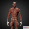 1534548 - PBR Game 3D Models - Man Ecorche 3D Max