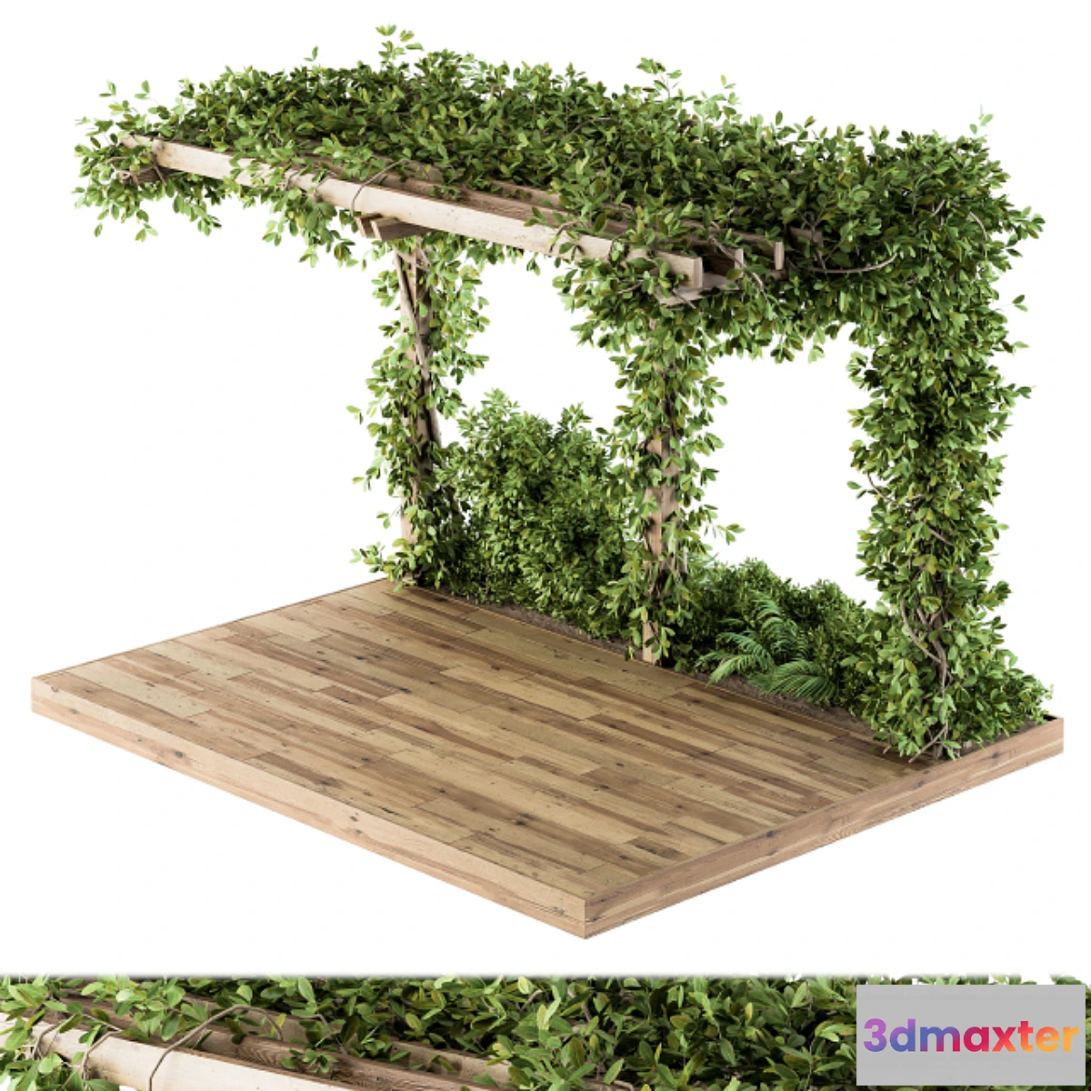 541277 - Ivy Plants on Pergola