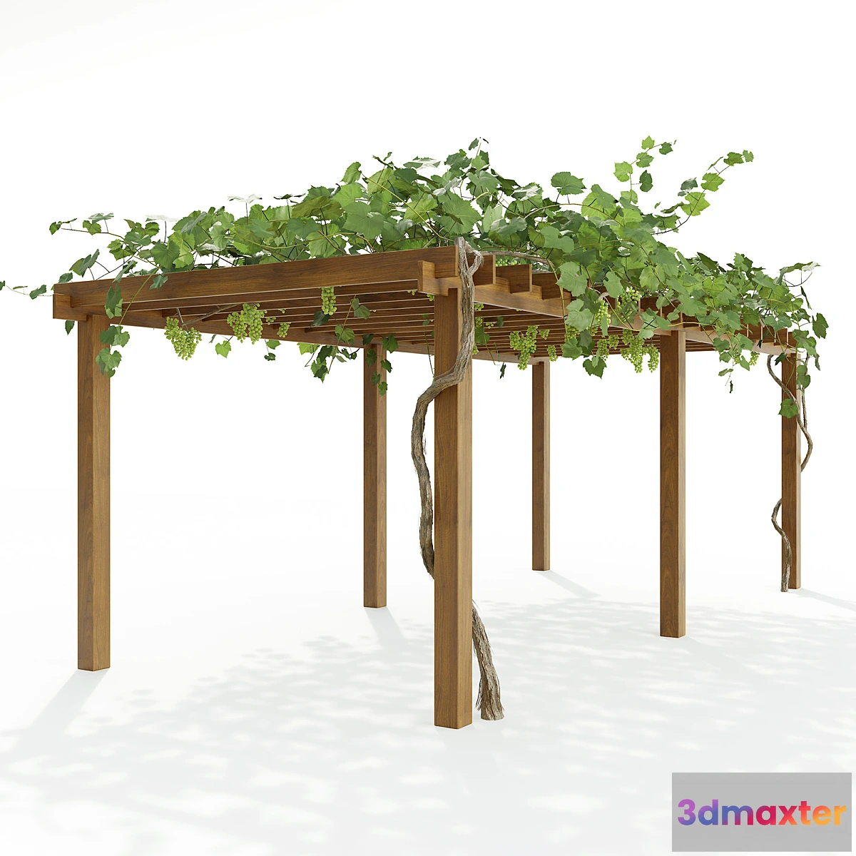 541379 - Pergola with grapes