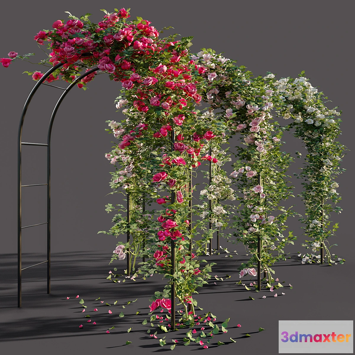 792534 - Arch with roses - No.3
