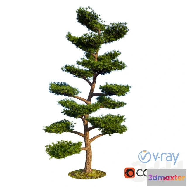 1075108 - Bonsai Outdoor - 208665