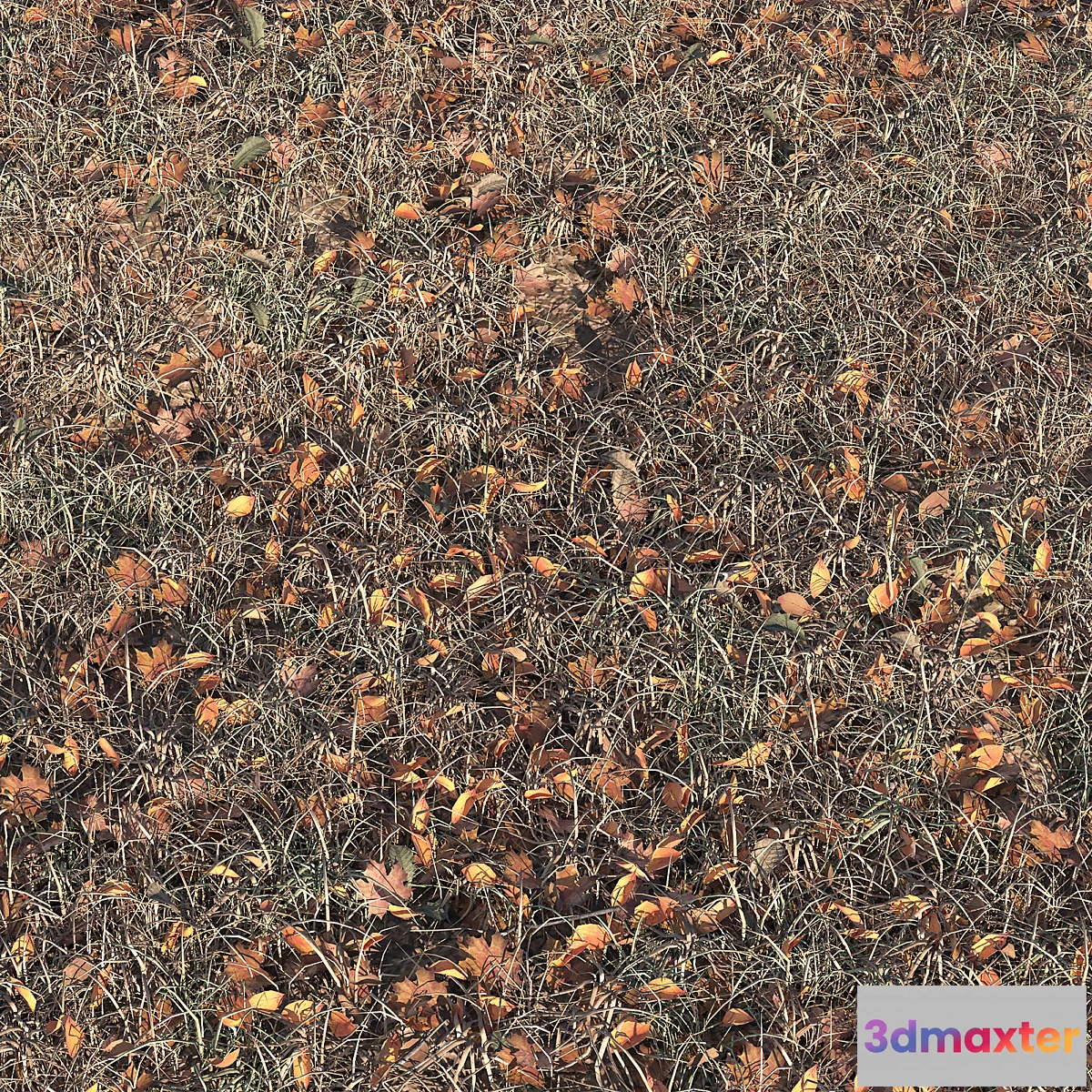 540997 - Autumn grass