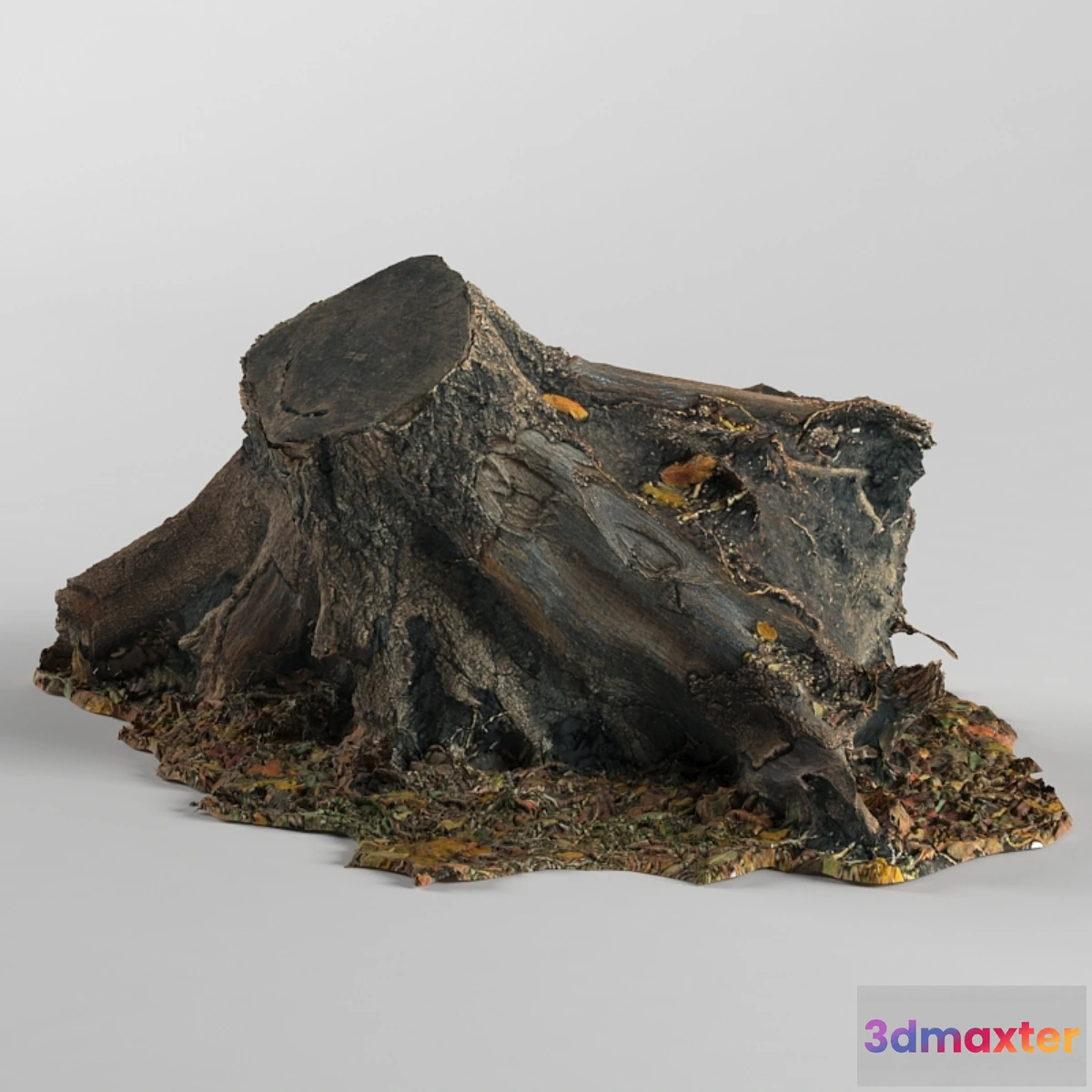 636159 - Stump - No.3