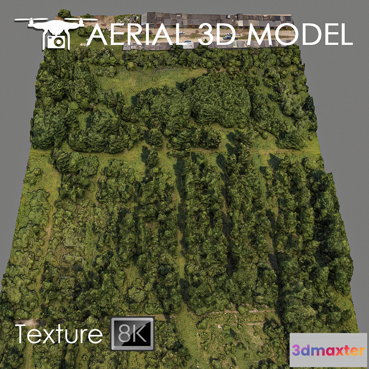 718136 - Forest 81 - No.2