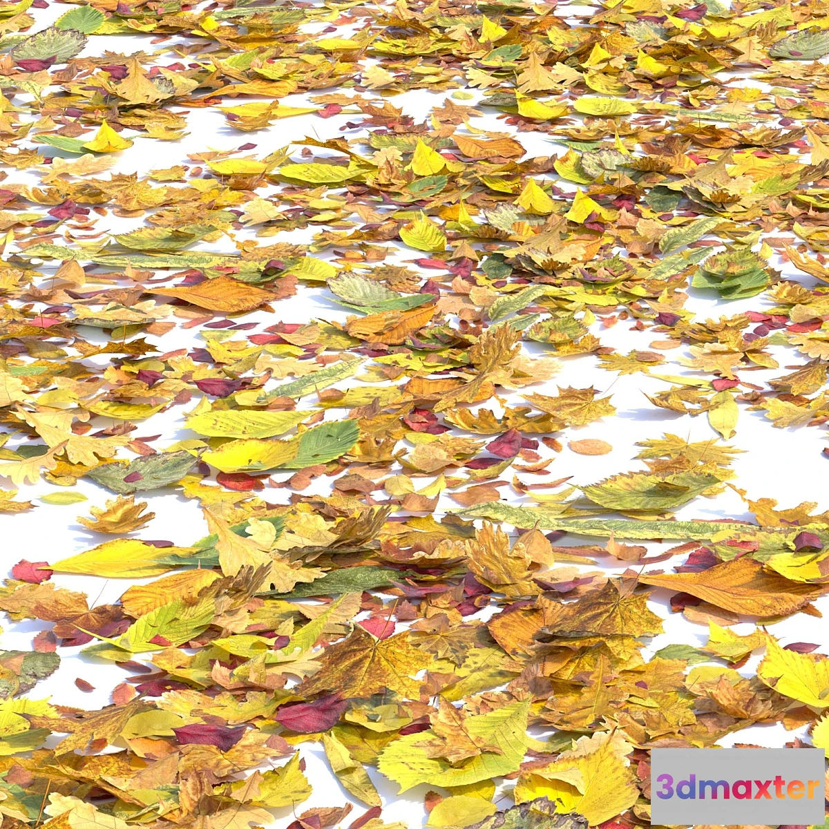 787780 - Autumn leaves. Set of dry leaves