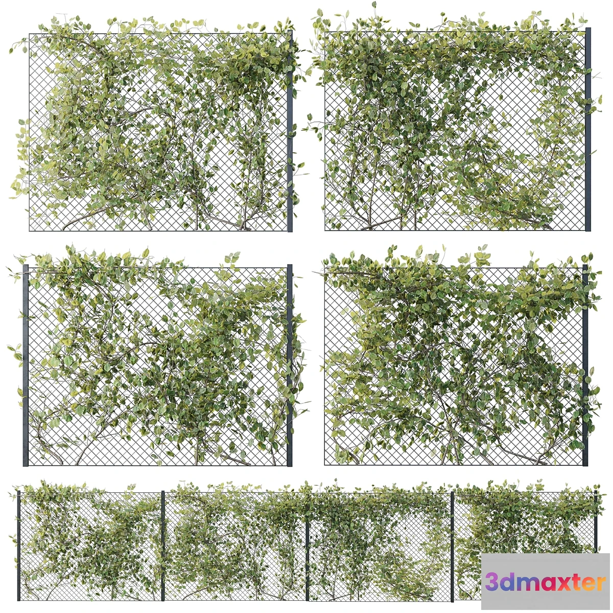 777335 - Ivy on Fence 02