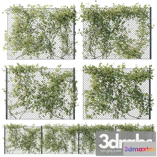 906888 - Ivy on fence 02