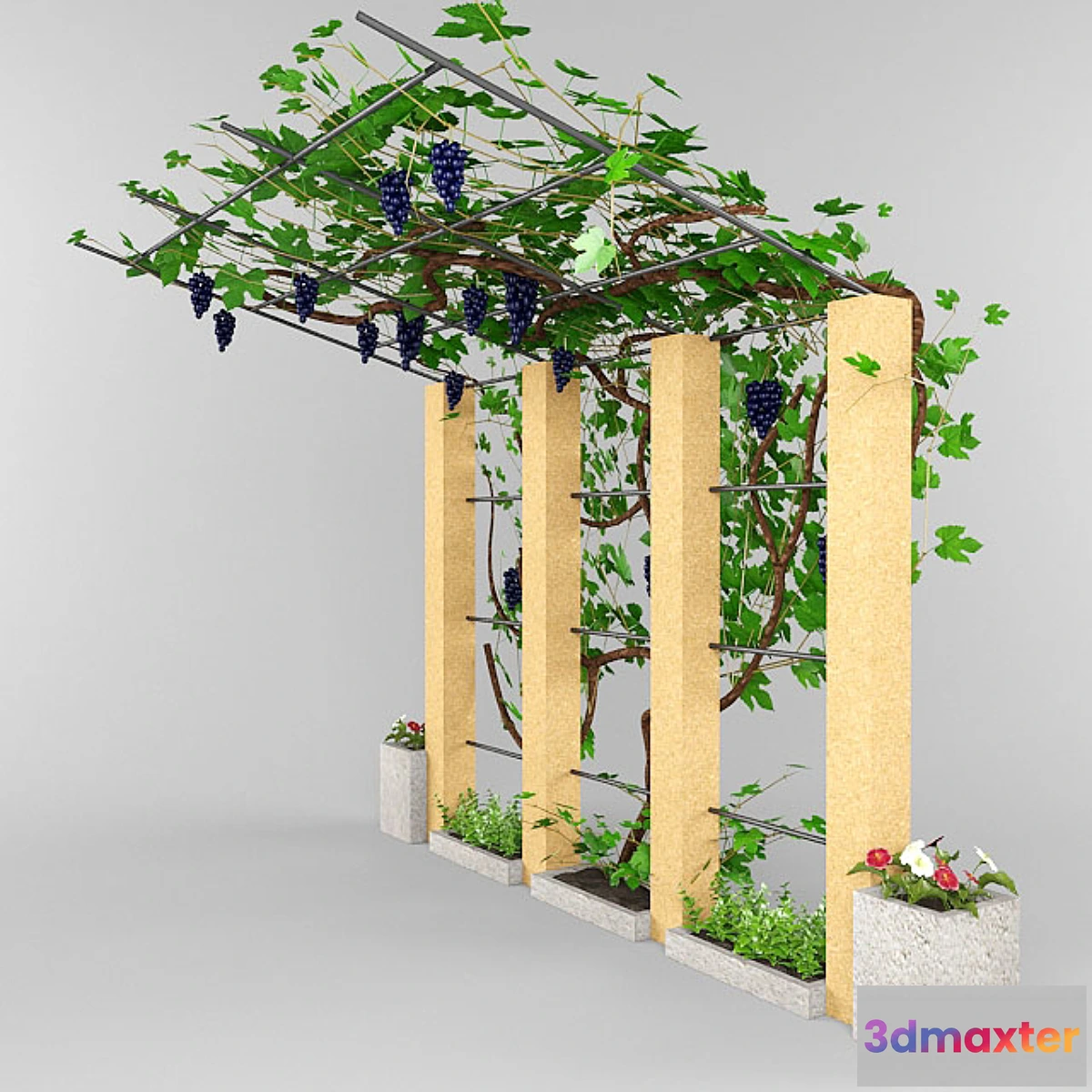 1395772 - grape canopy. 3D Max