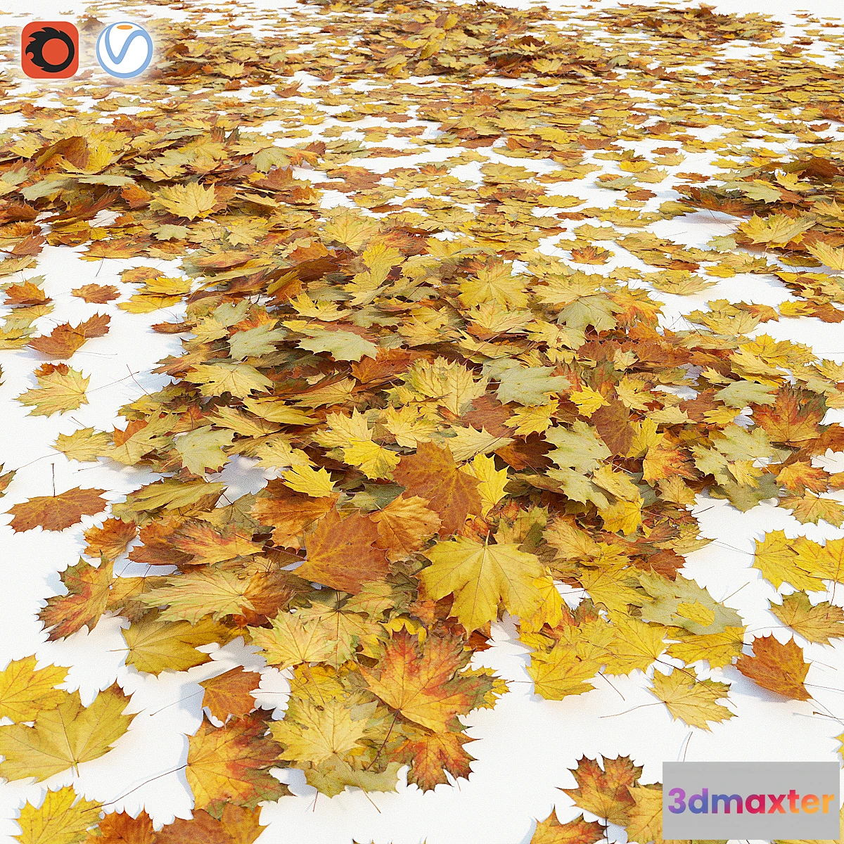 671397 - Autumn maple leaves
