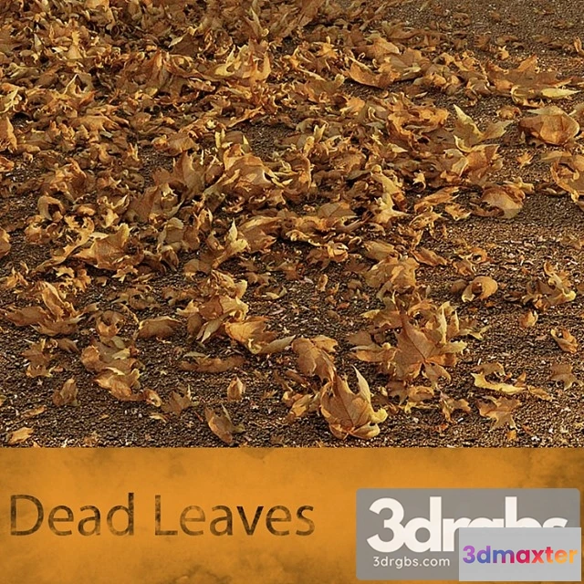 908602 - Dead Leaves