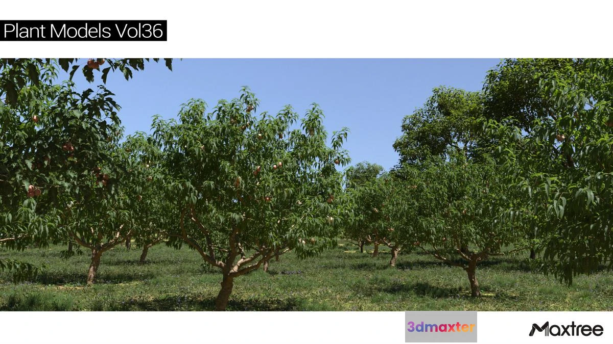 1264544 - Maxtree Plant Models Vol.36