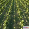 1537082 - Nouvelle Mesure Lab - Dionysus Vineyard Pack 3D Max