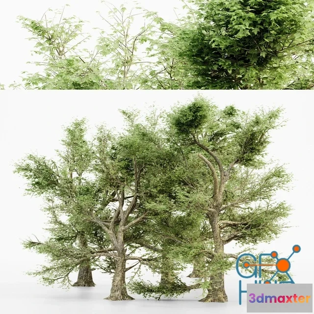 1537232 - CGTrader - American Sycamore tree collection 3D Max