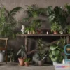 1537310 - 3DCollective Interior Plants Pack 01 3D Max