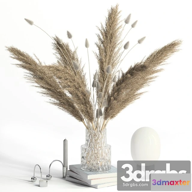 1019788 - Lagurus, pampas grass and co