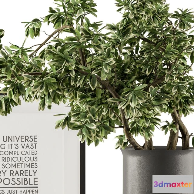 1545570 - Black and Green Decorative Set with Plants - Set 77 3D Max