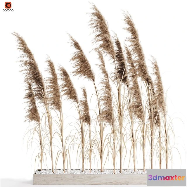 1554939 - A bunch of Pampas 8 3D Max