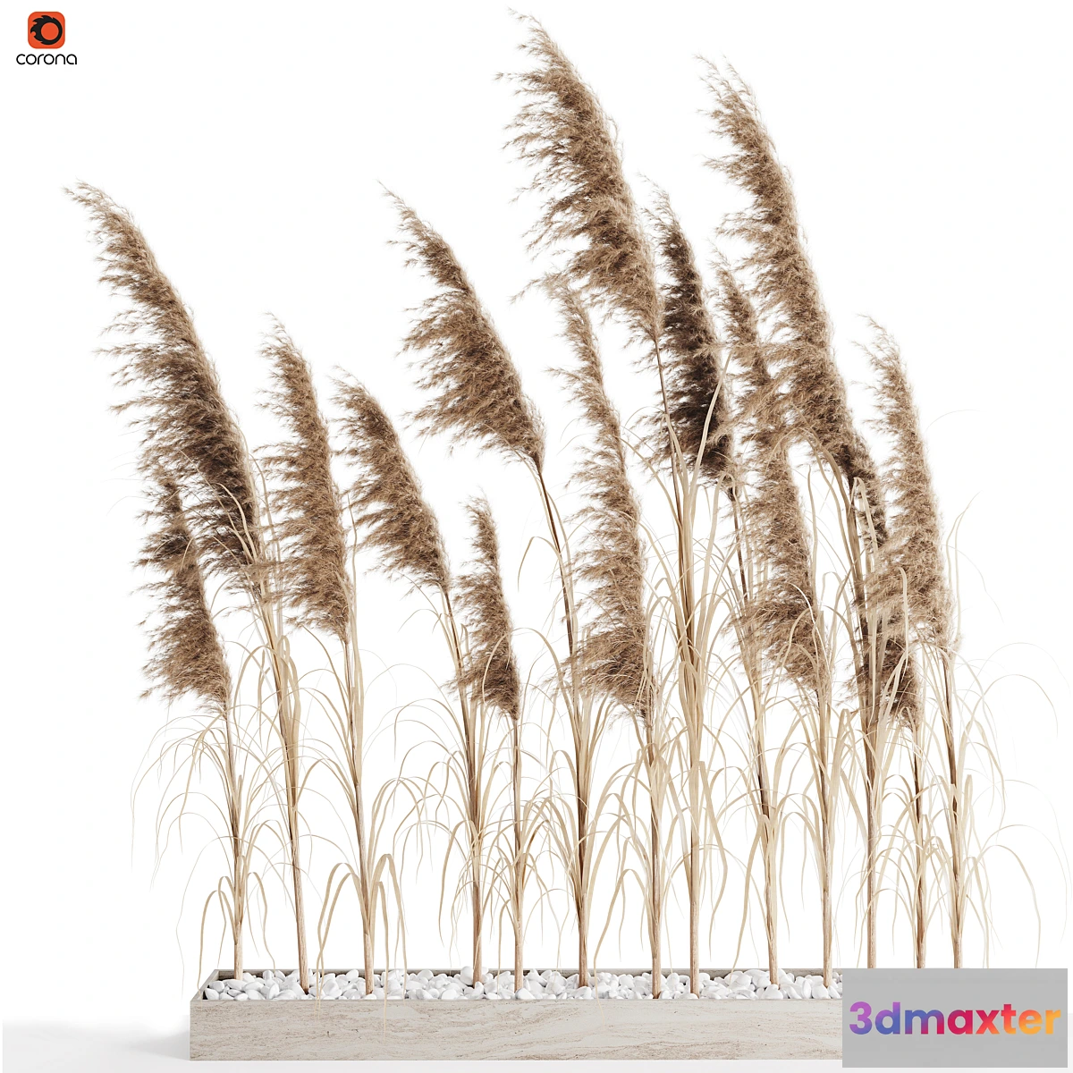 715564 - A bunch of Pampas 8 - No.2