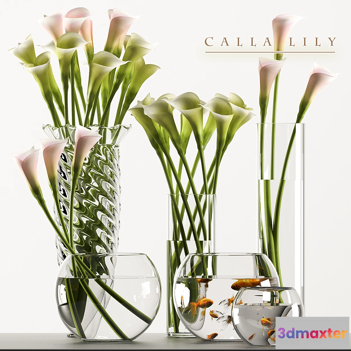 792428 - CALLA LILY 3 - No.3