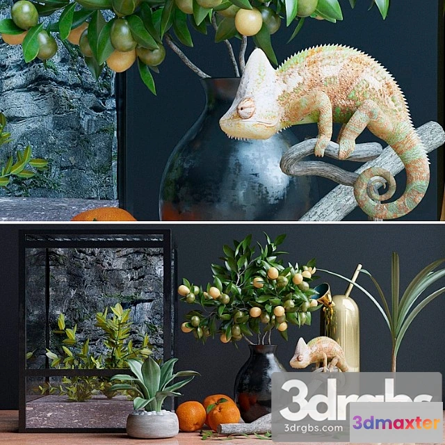 924062 - Decorative Set Chameleon