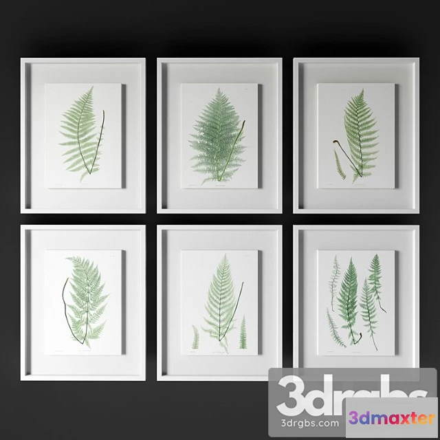 1020266 - Johnrichard - antique frond
