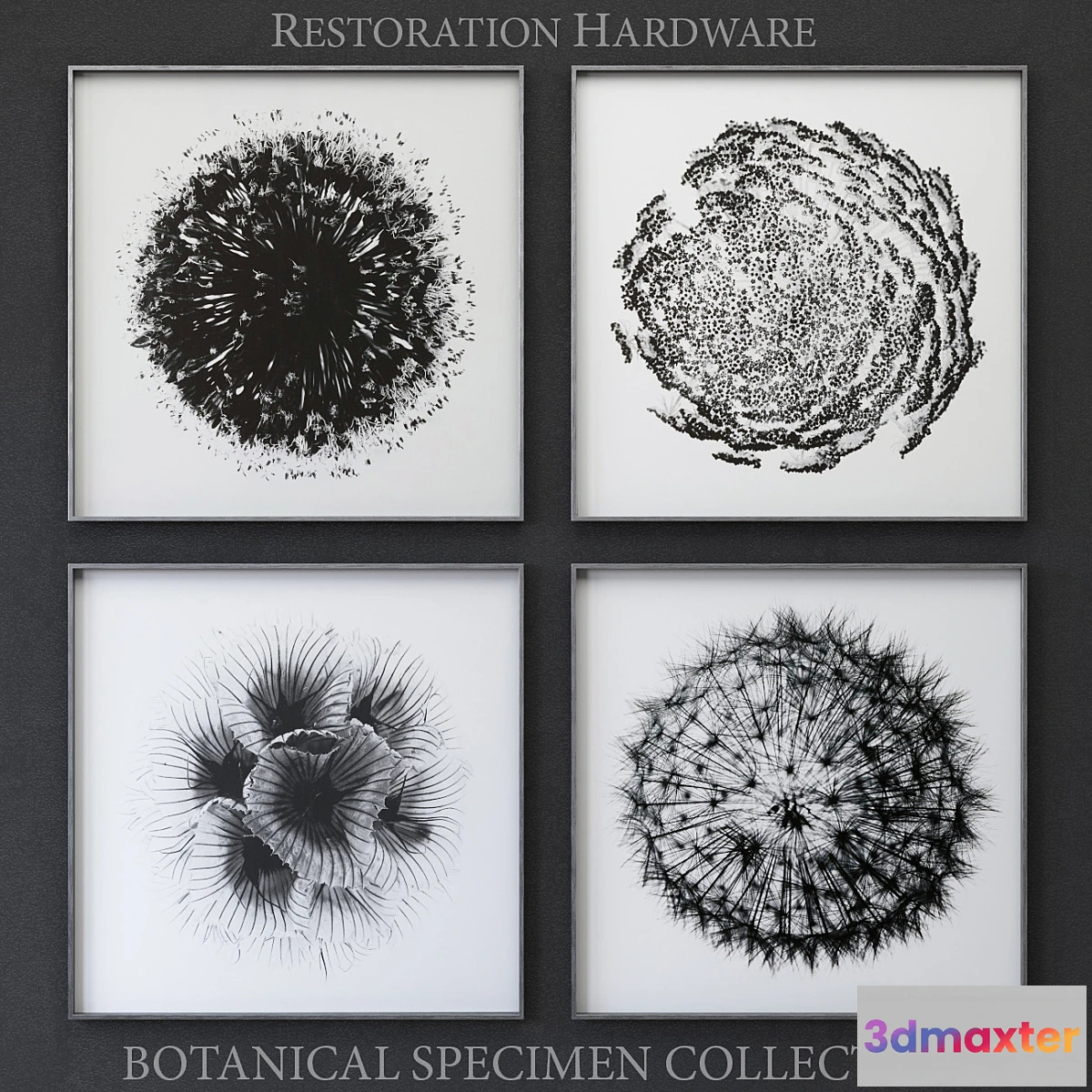 1304314 - BOTANICAL SPECIMEN COLLECTION 3D Max