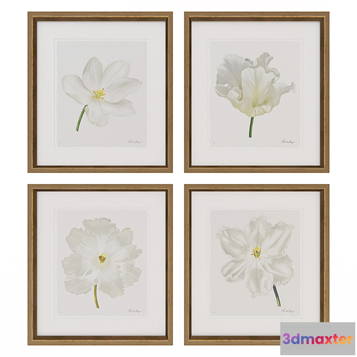 652067 - Charlotte Morgan White Watercolour Tulips