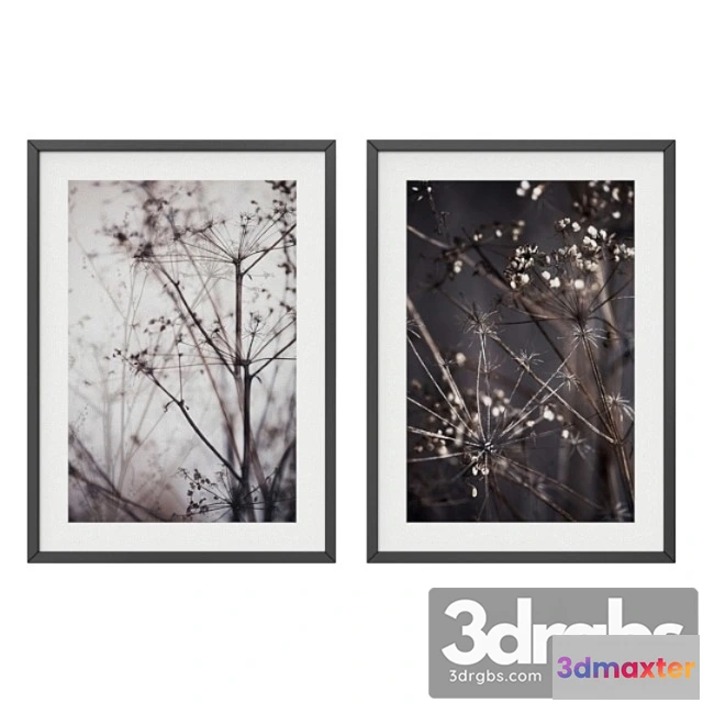 926084 - Dry plant set